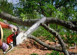 Best Storm Damage Tree Cleanup  in Converse, TX