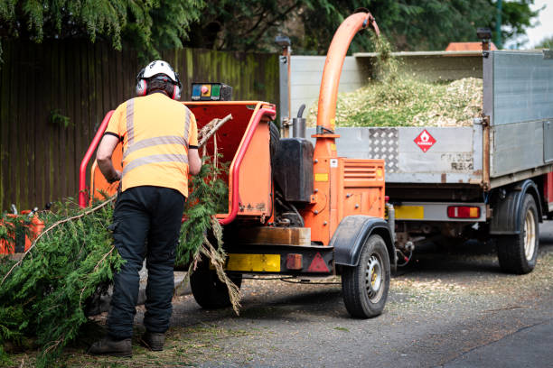 Best Stump Grinding and Removal  in Converse, TX