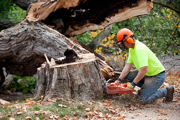 Best Tree Fertilization  in Converse, TX